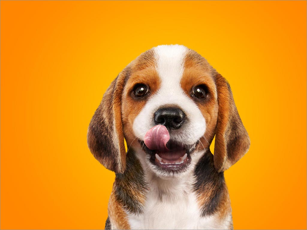 秘鲁Mimaskot狗粮宠物食品包装设计之宠物狗摄影图