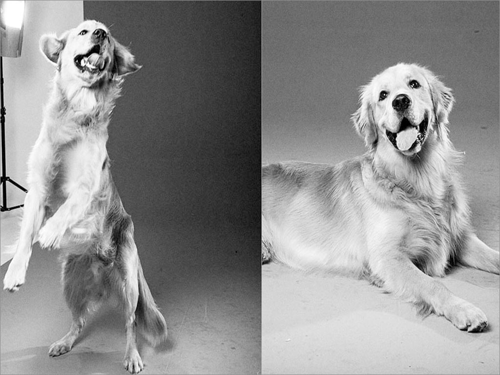 秘鲁Mimaskot狗粮宠物食品包装设计之宠物狗摄影图